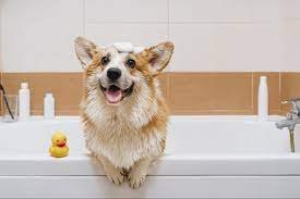 a happy dog